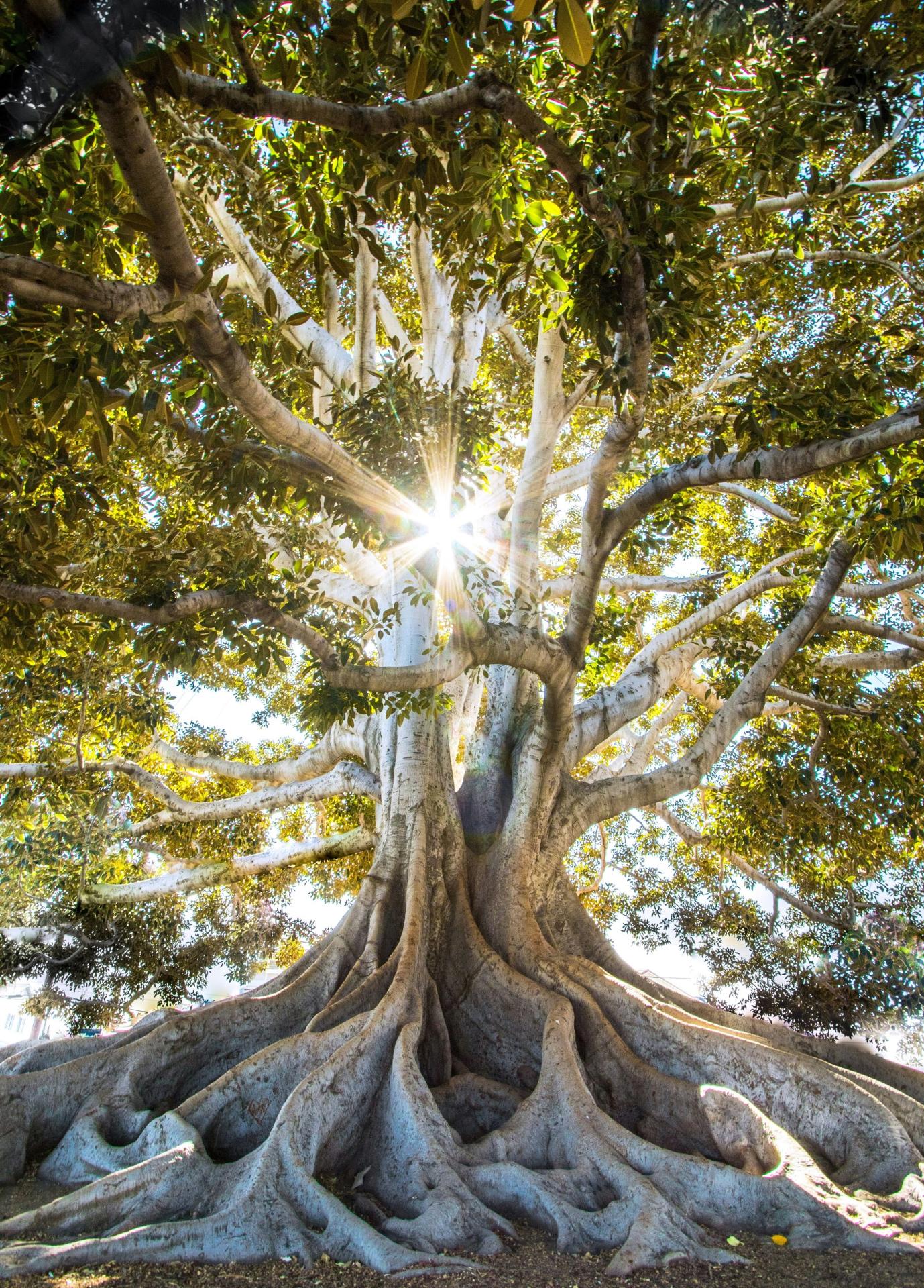 Arbre racines