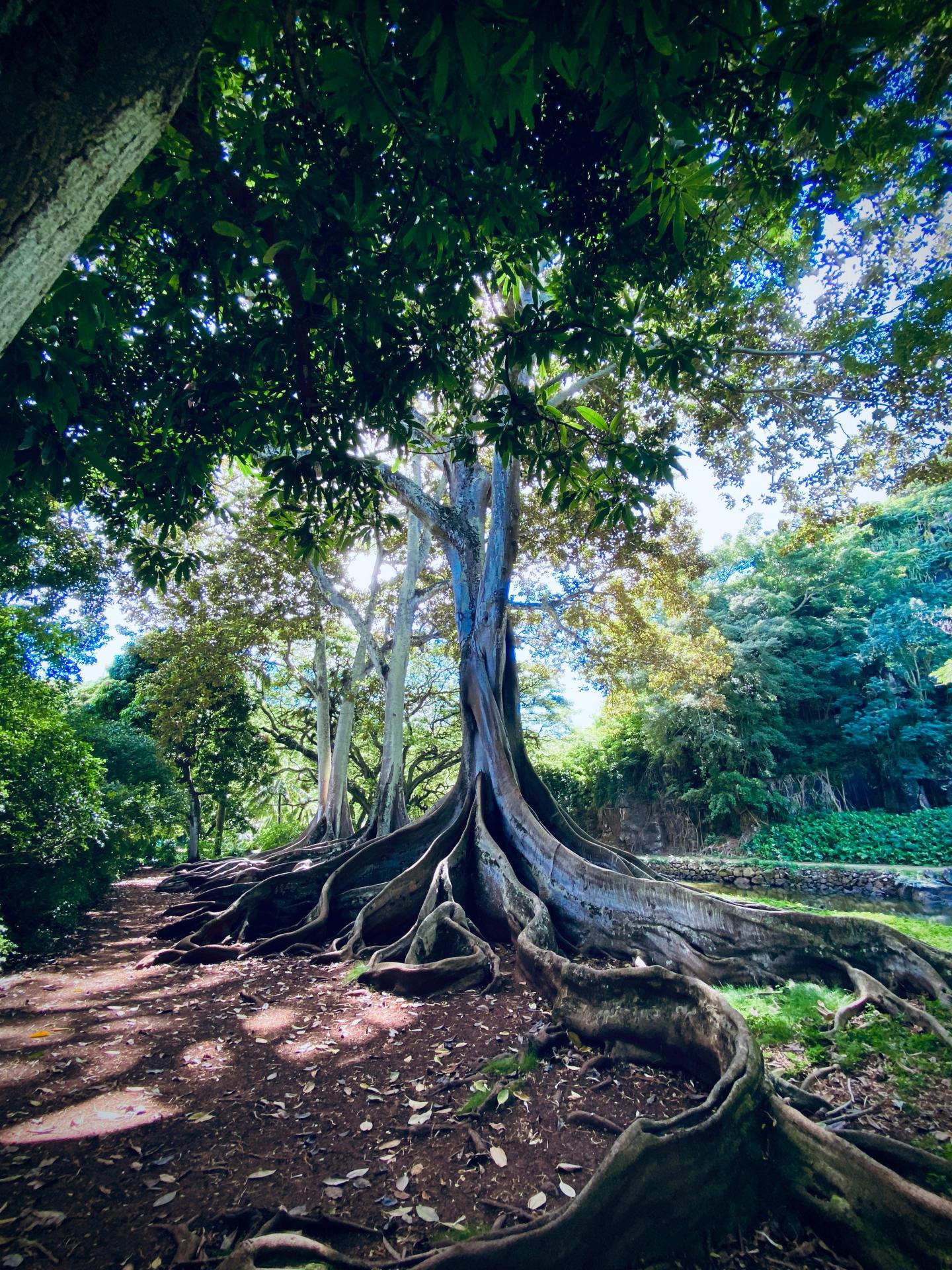 Arbres racines