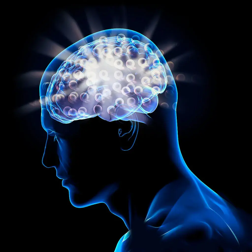 Cerveau meditation