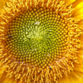 Tournesol