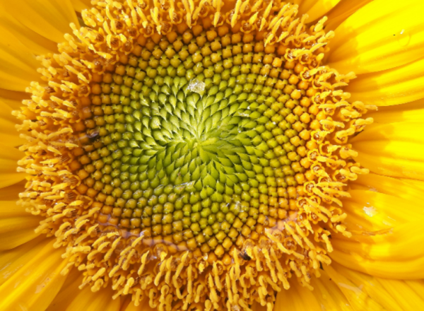 Tournesol